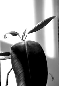 The remarkable resilience of a rubber plant - Next generation
