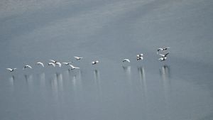 aigrettes en vol, Baie de St Brieux