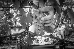 grape harvest
