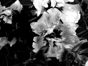 I must have flowers #3