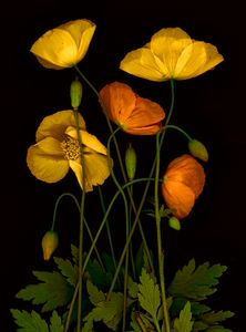 Yellow Poppies 1
