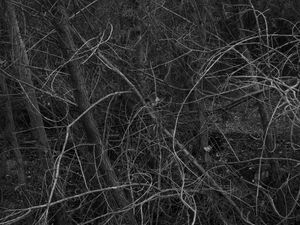 Web