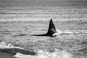 Orcas