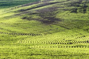 Palouse, WA. Study #62                        (46 49.2476N - 117 39.8438W)