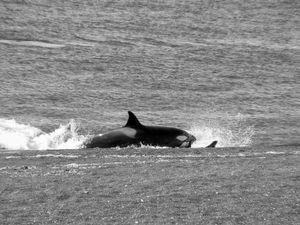 Orcas