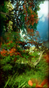 Untitled, from the "when the evidence of our tears were reborn as..." series