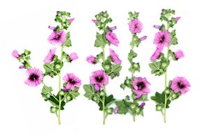 Hollyhocks