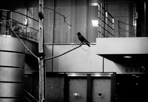 © Cesar Ordoñez