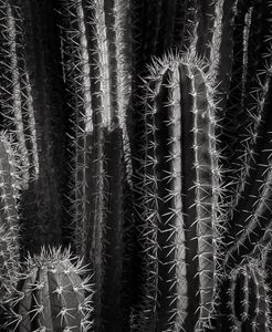 Cactus, Santa Cruz, Aruba, 5 30 21, Photo by Joe Bruha