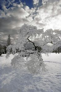 Bayard Cutting Arboretum