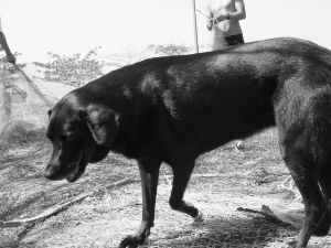 Black Dog and Fishing Nets