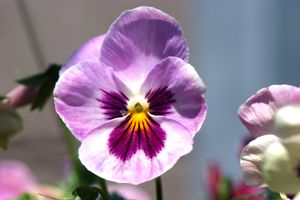 Pansy