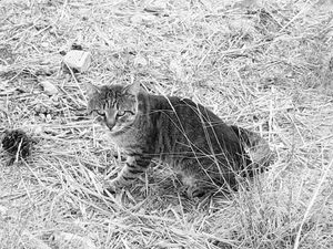 Athens Cats_3
