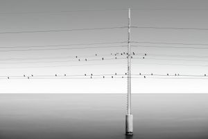 Song Birds © Jorge De La Torriente