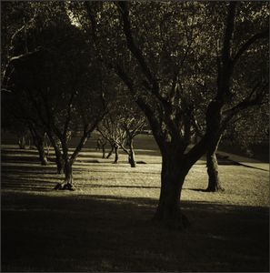 gardenscape