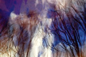 Panorama II - Branches Dancing