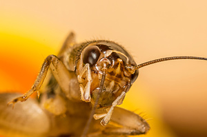 Cricket