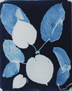 Davidia Involucrata 1