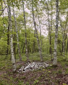 The Truth about Birch