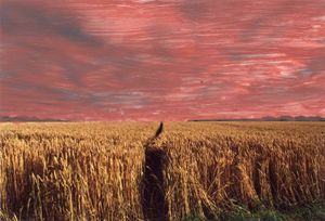 The golden-red field