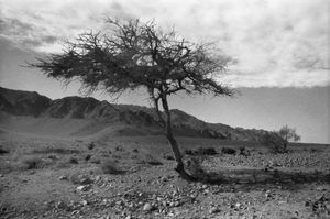 Acacia Tree in Nueba