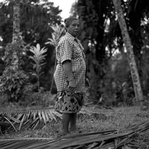 Balinese Mother Harvesting Coconut Leaves, in Ubud Bali.