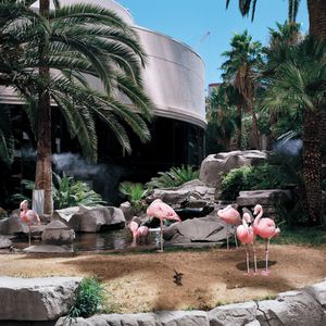 Flamingos Cooled by Mist Jets Outside of the Buffet