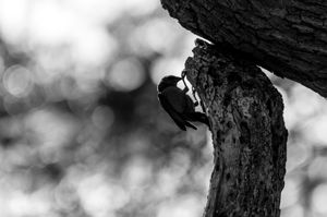 Fauna de Buenos Aires