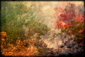 Untitled, from the "when the evidence of our tears were reborn as..." series