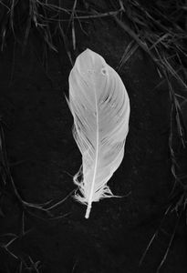 White Feather