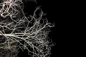 the cancertree