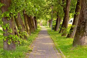 A Path Among the Trees