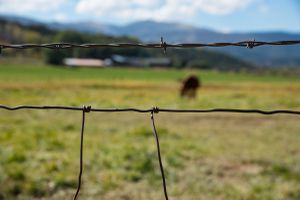 barbed wire
