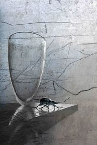 Glass mit Käfer/Kiefer