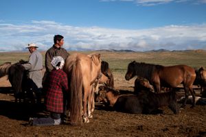 Nomad Herders