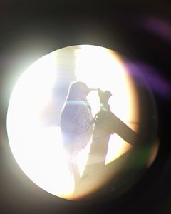 Flicker