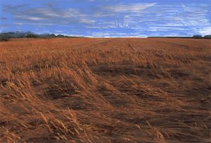 Blue and golden harvest