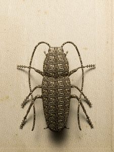 Cockroach