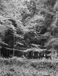 Woodland, Wyre Forest