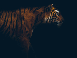 Shere Khan