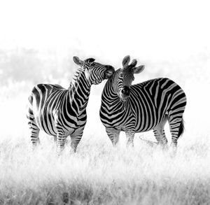 Zebra playing