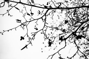 Disturbing Nature n°19