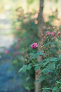 Roses