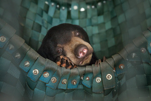 A sun bear takes a nap in one of Free The Bears’ hammocks at the Phnom Tamao Wildlife Rescue Center.