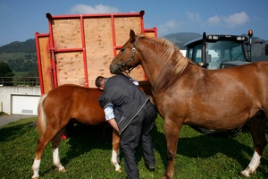 Après la délasse. Paysan avec ses chevaux, Charmey.