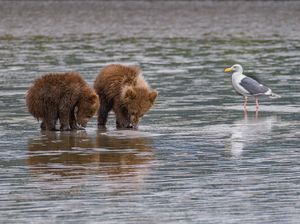 Bears Searching for Clams