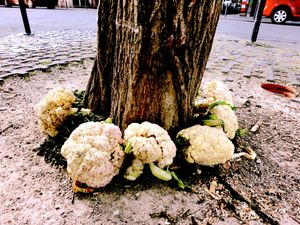"Cauliflower Connection" "Blumenkohlconnection"