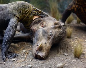 Wild Pig