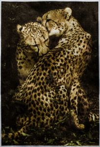 © Wendi Schneider "Cheetahs"