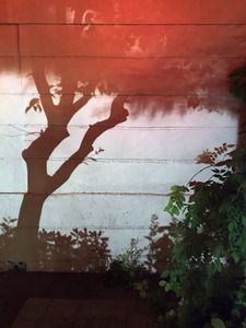 the dreamy tree